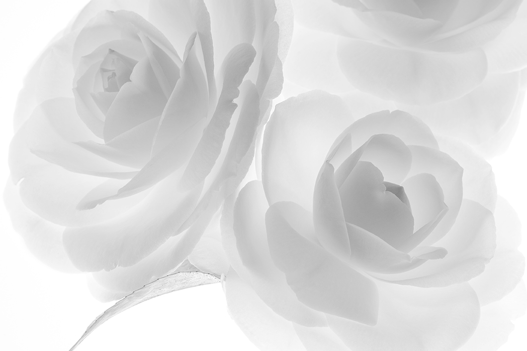 Image No.C0647B&W
