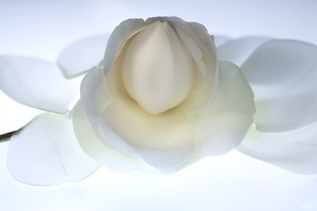 Image No.C0530