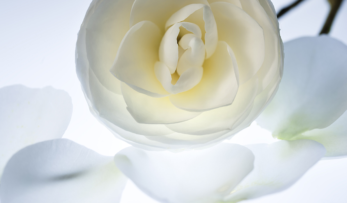 Image No.C0545a