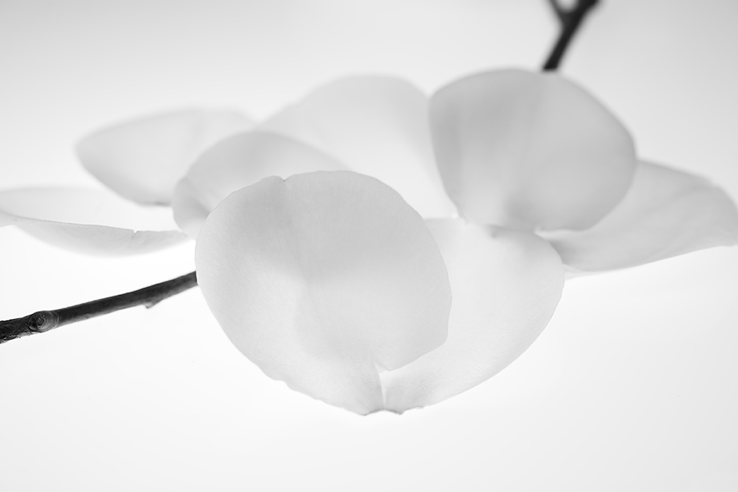 Image No.C0539b&w