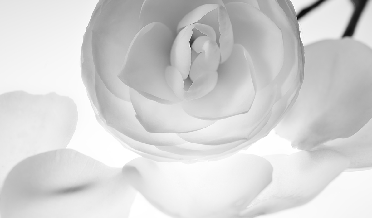 Image No.C00545a.b&w