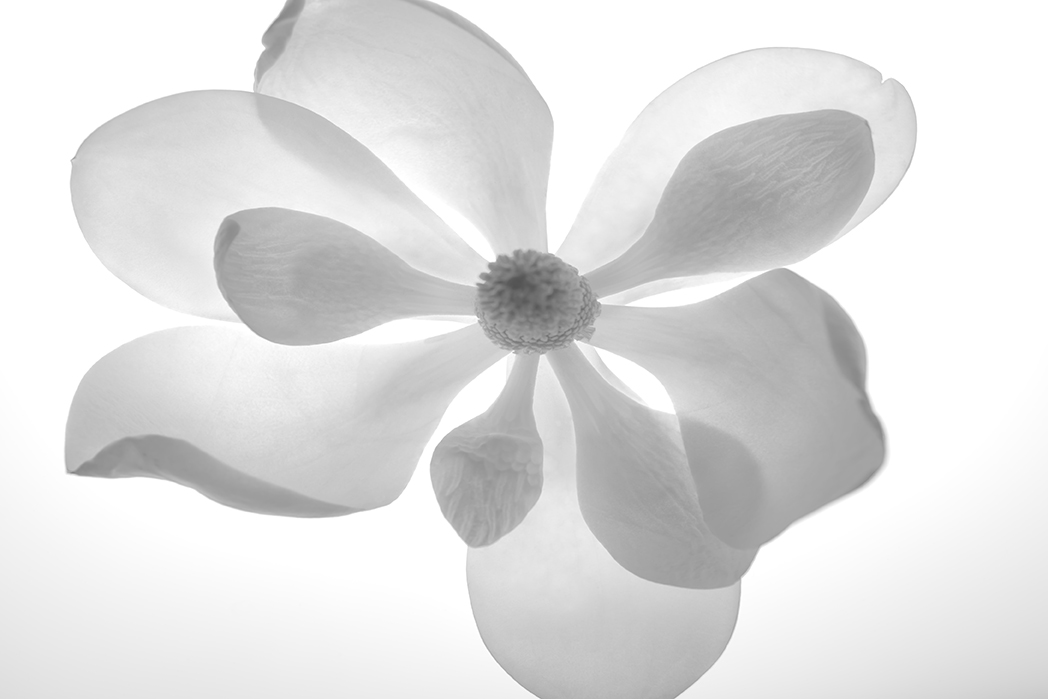 Image No.C1084-91d.b&w