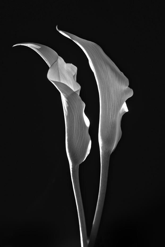 Image No. 2534/51