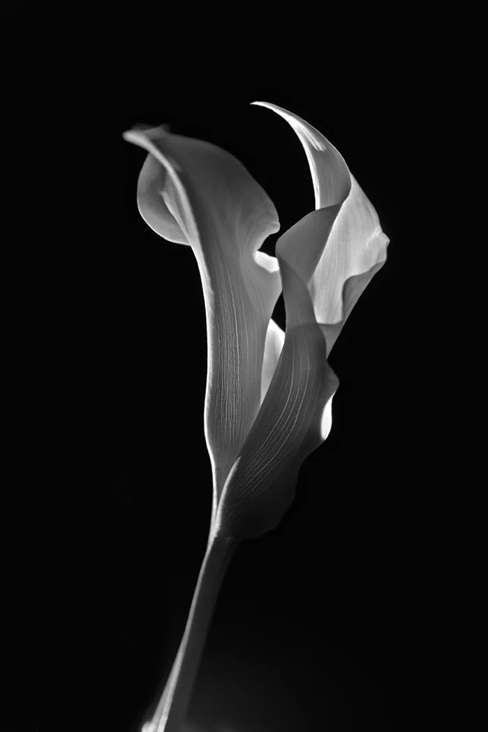 Image No. 2558/67