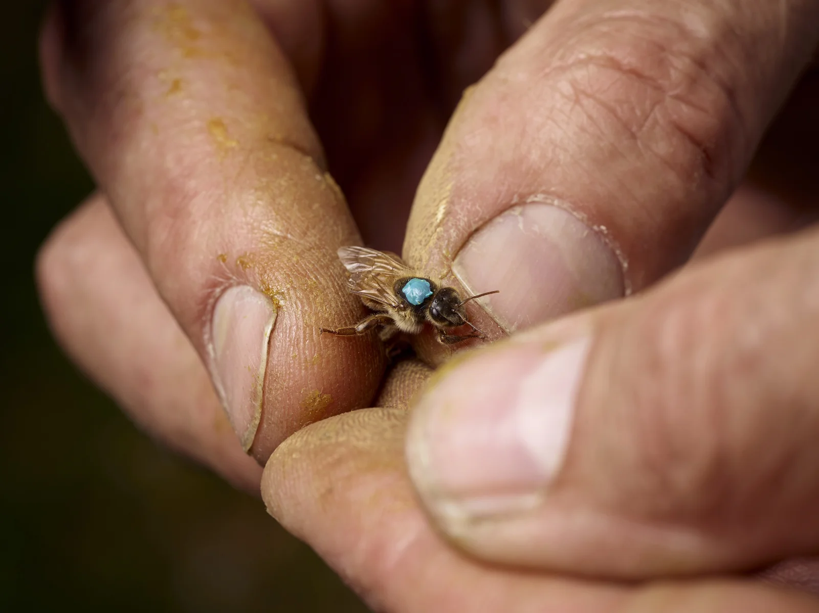 A queen bee is checked and handled by James. The coloured dot on the queen's back is a reference to her year and season.