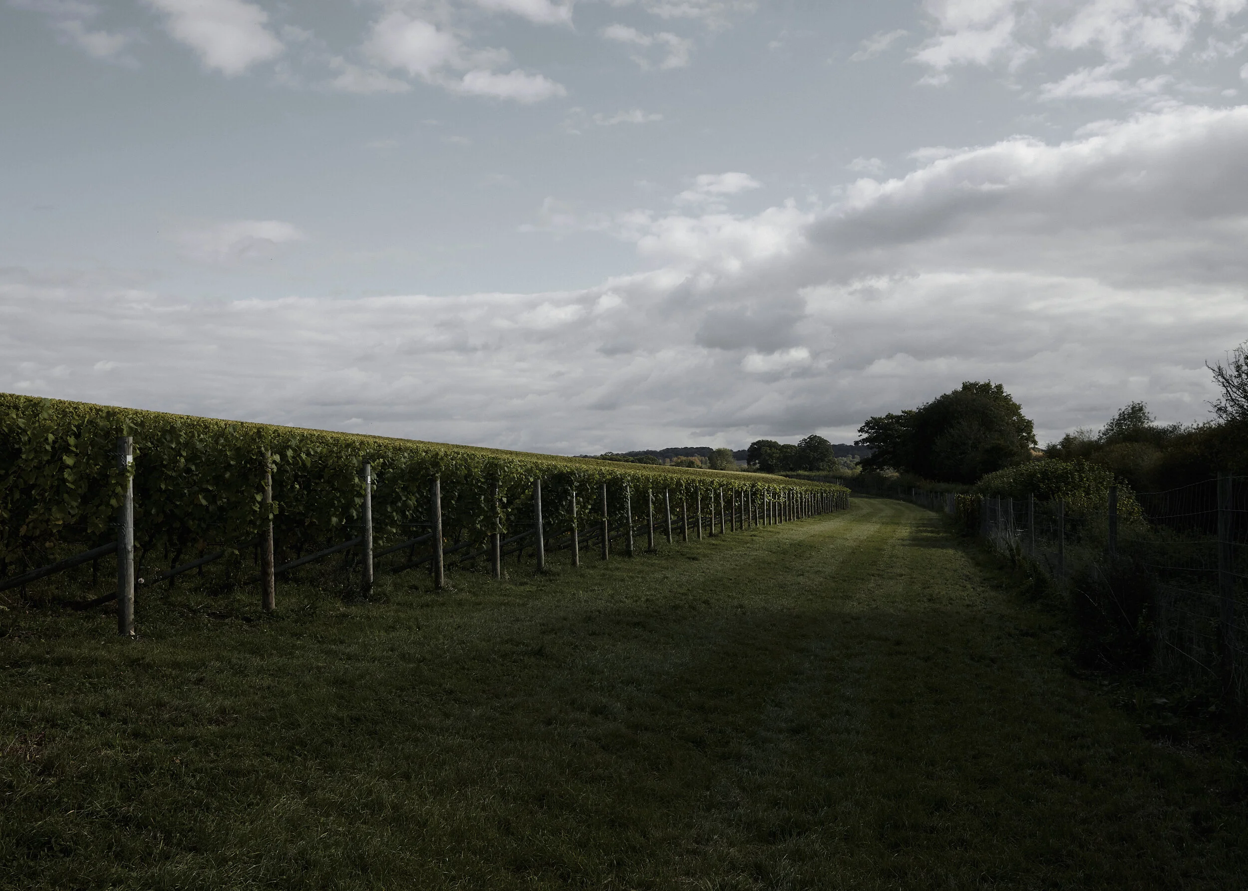 A Year on an English Vineyard / The Grange, Hampshire
