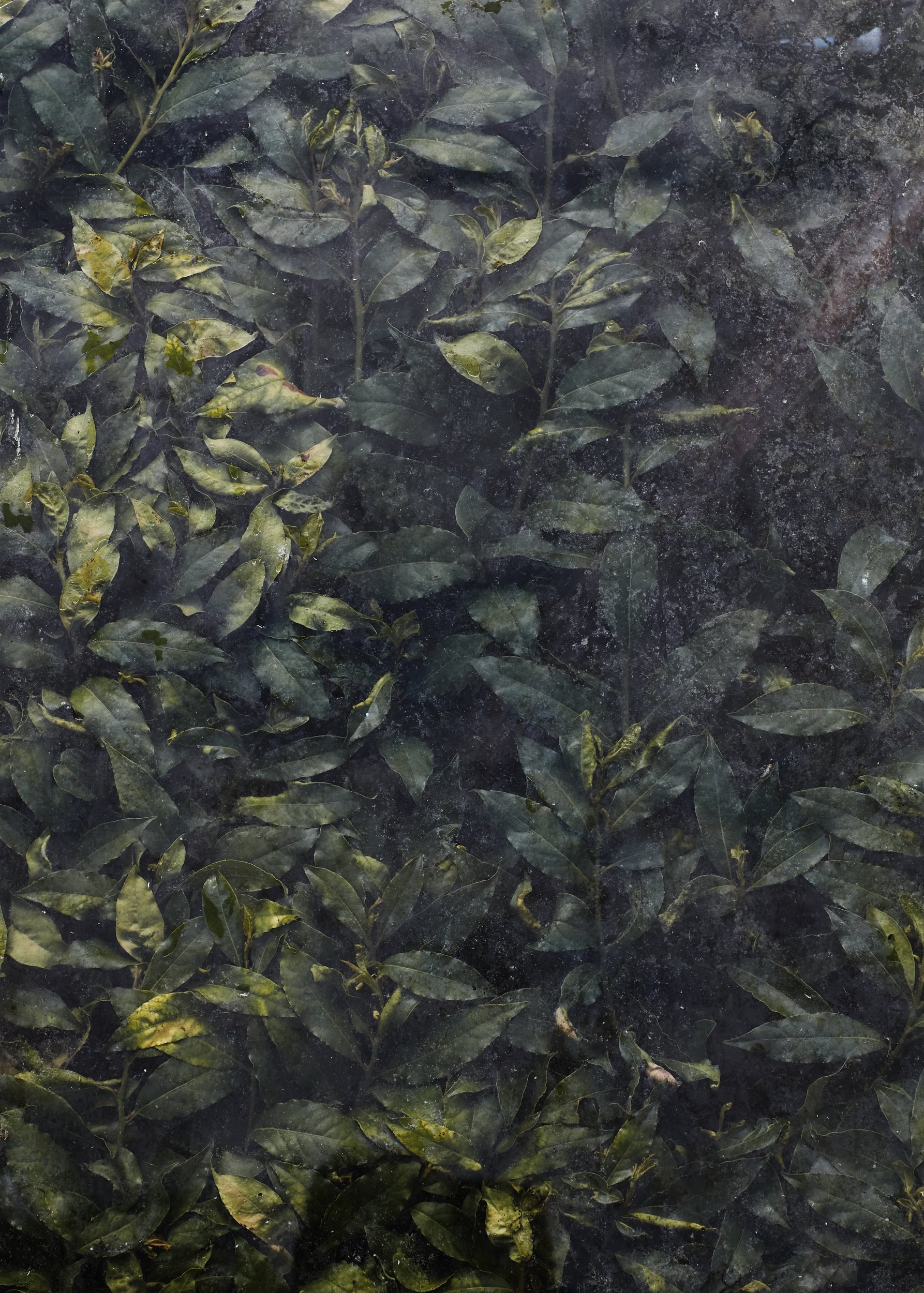 Fern Verrow