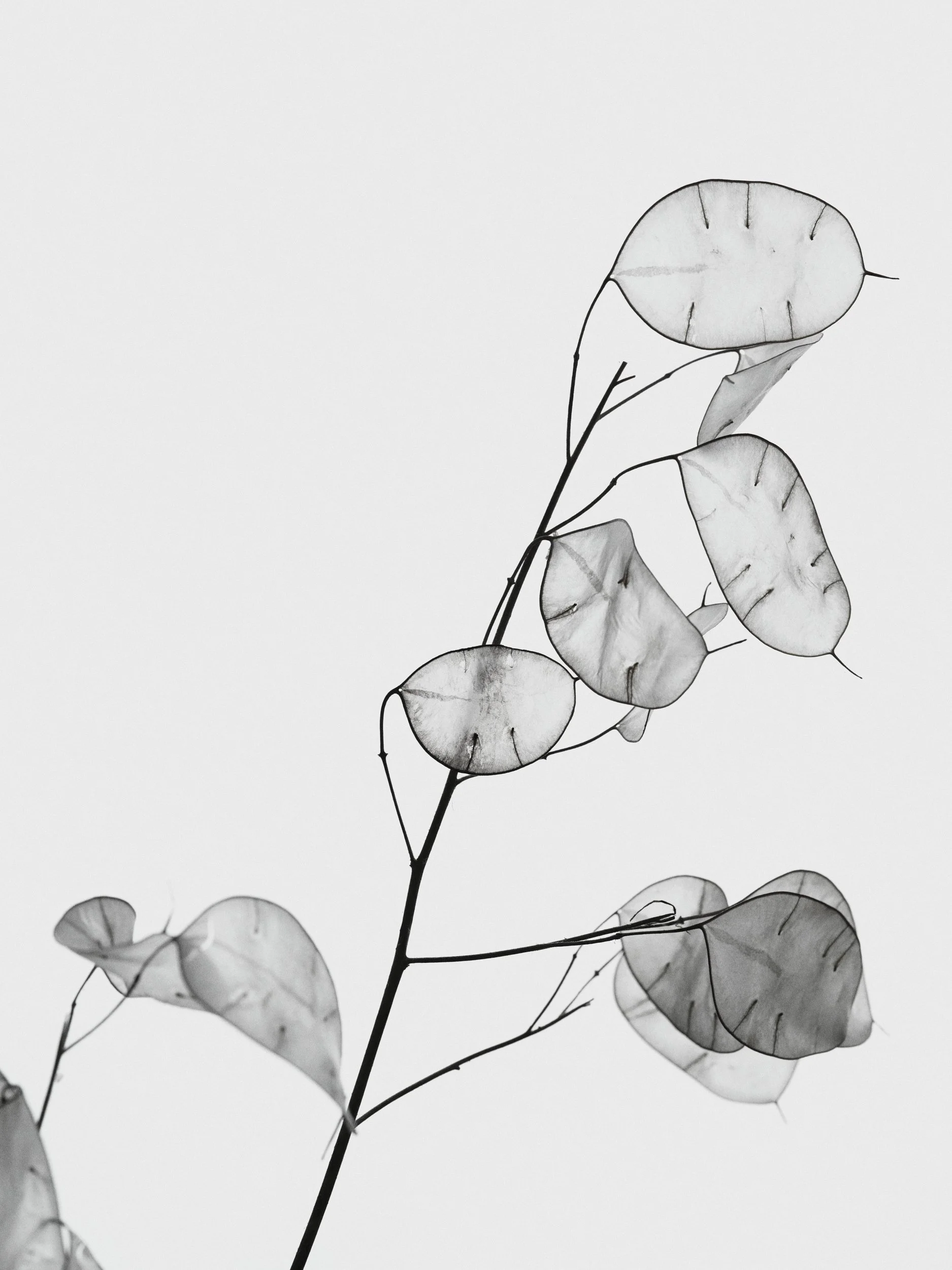 Alabaster x Ink
