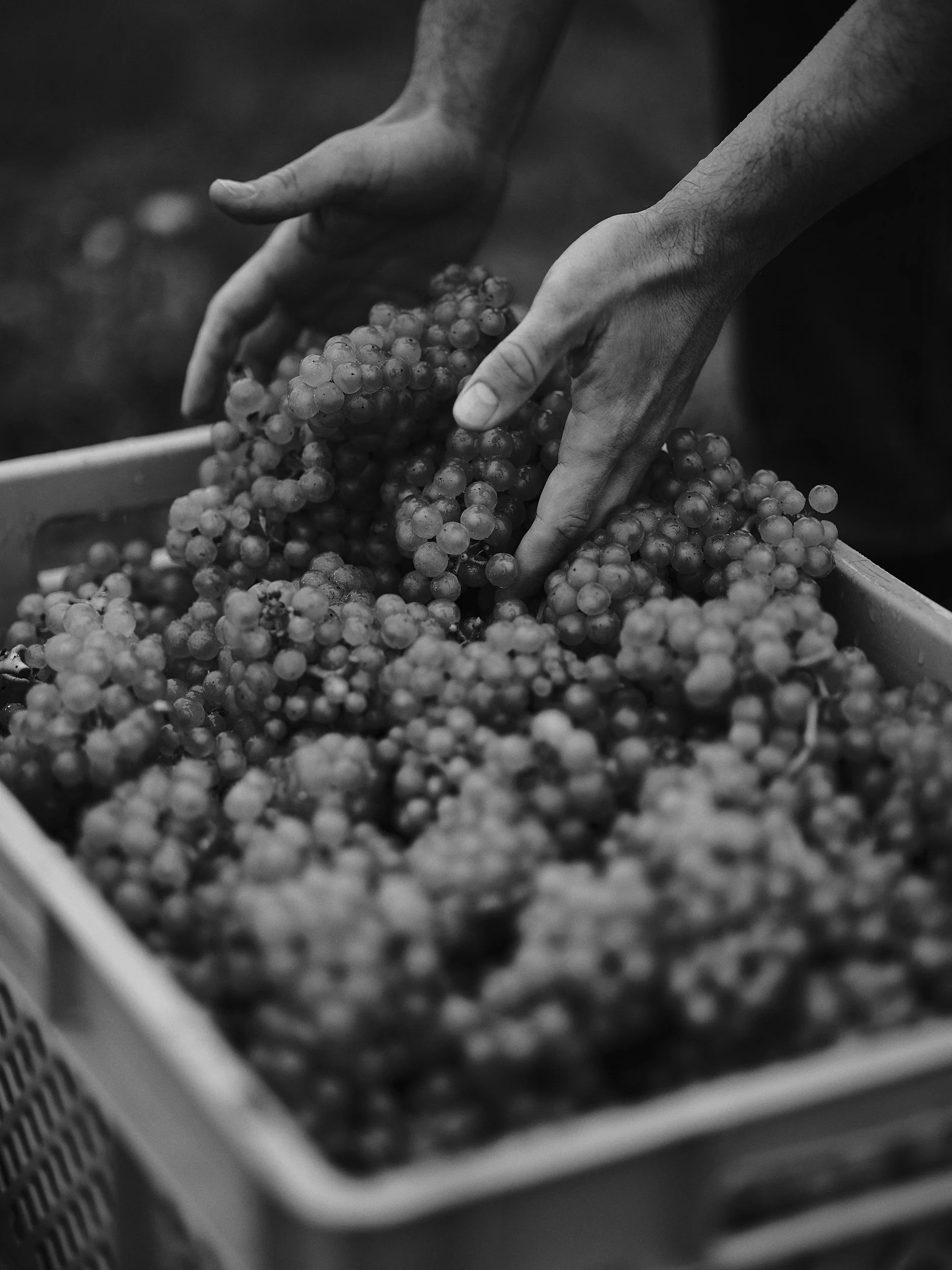  Nyetimer Harvest / 2022 