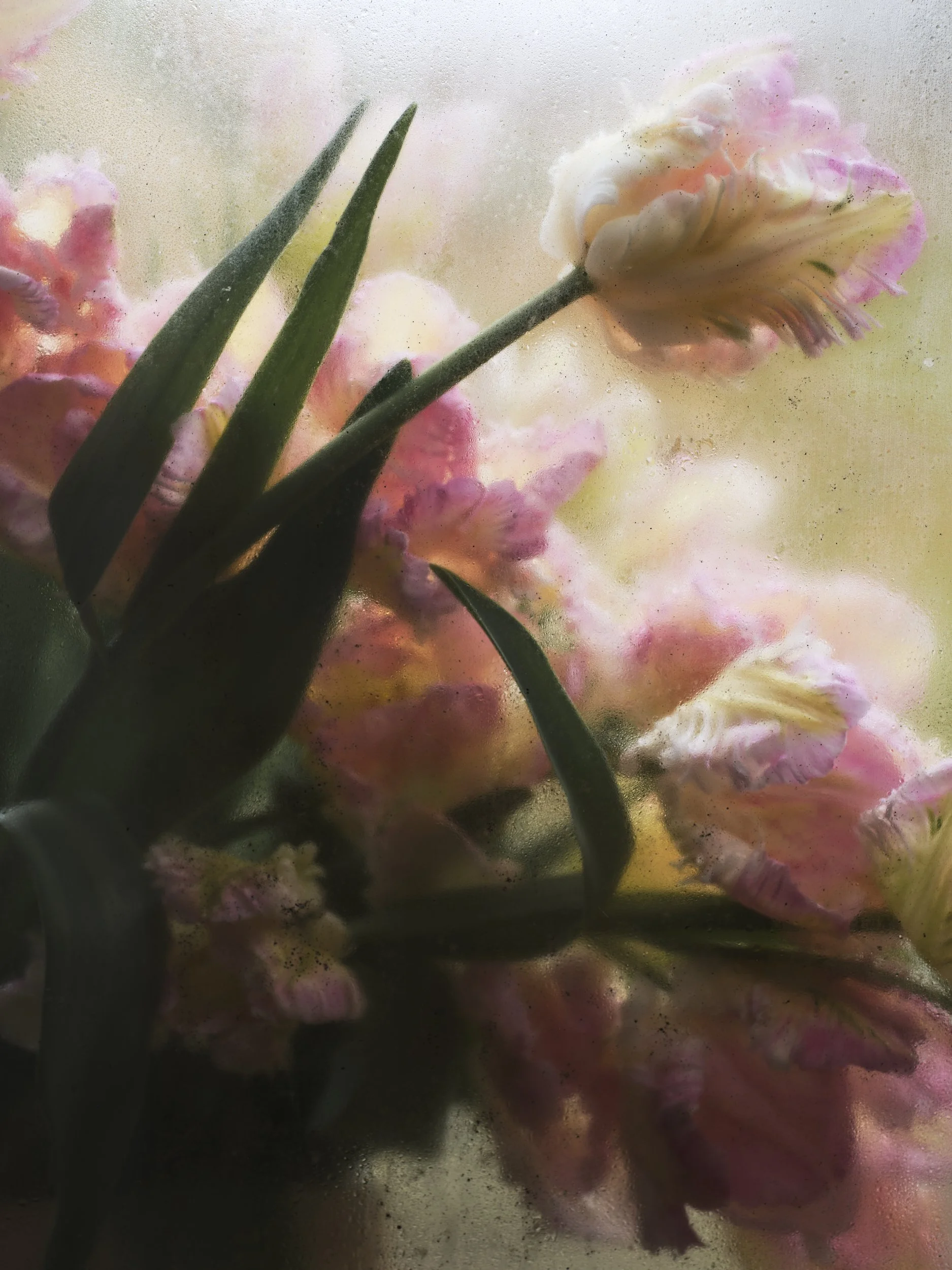  Burnt Fen Flowers - Spring 