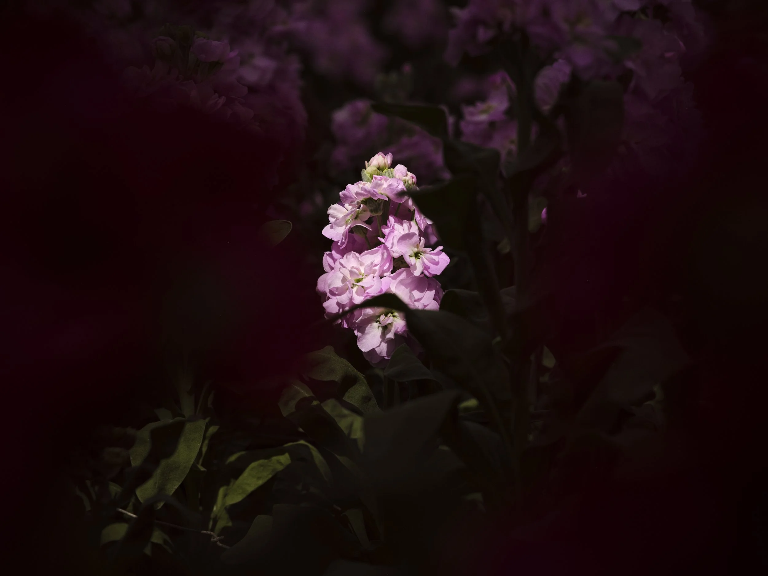  Waitrose / Flower Growers 