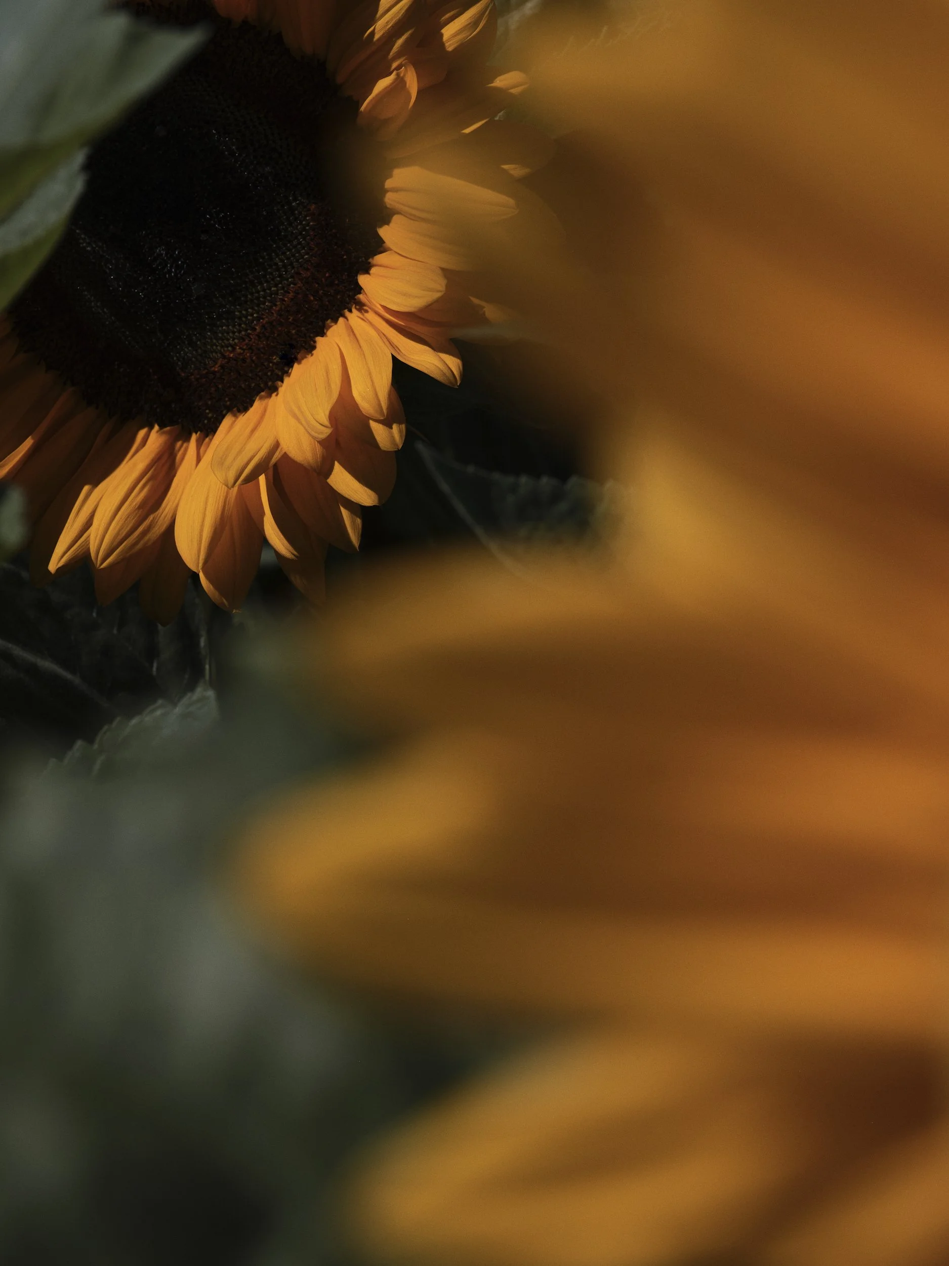  Waitrose / Sunflower Growers 