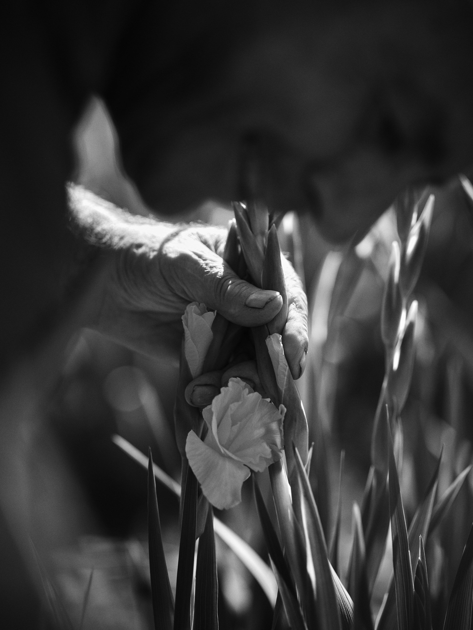  Waitrose / Flower Growers 
