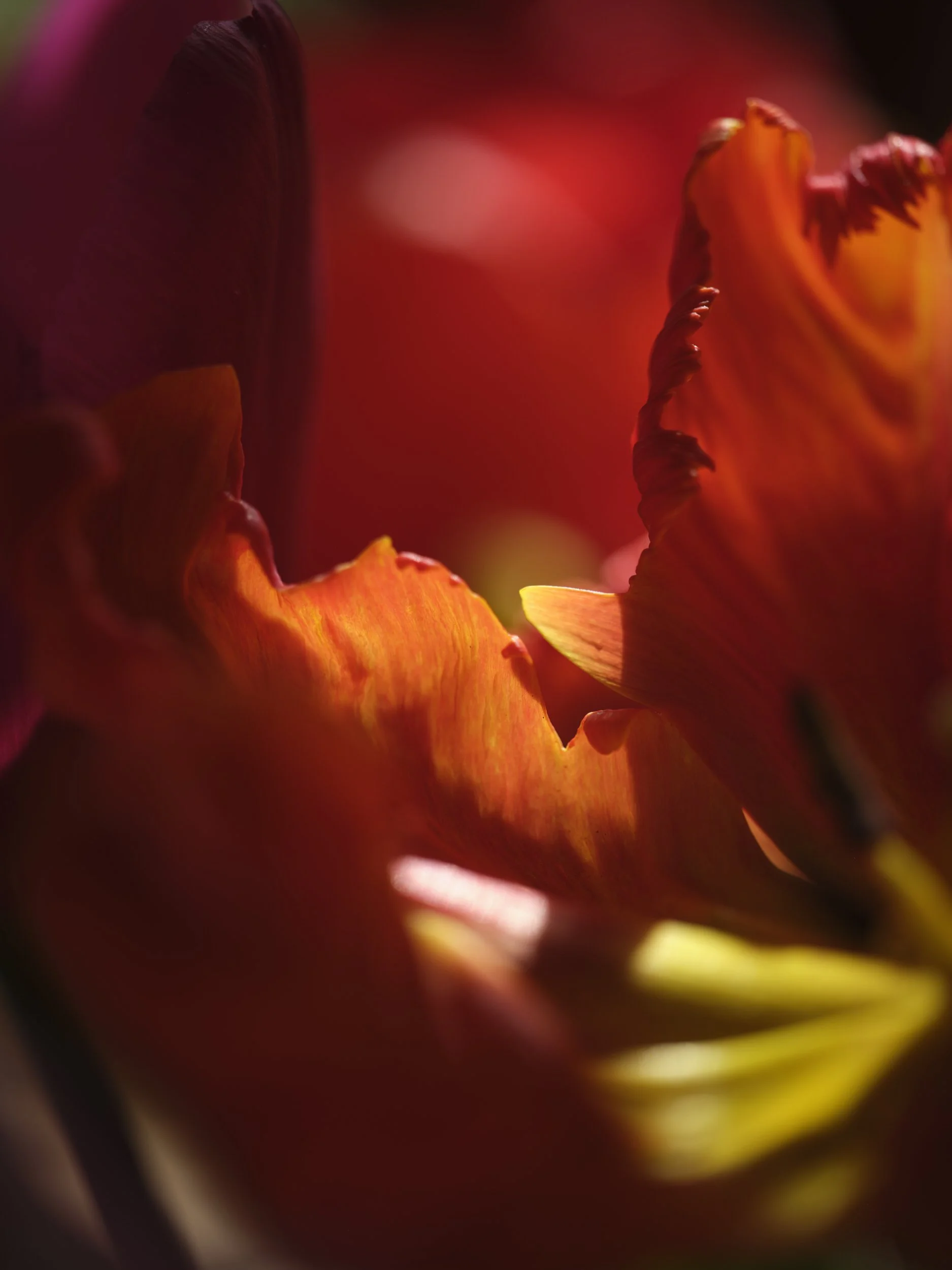  Burnt Fen Flowers - Spring 