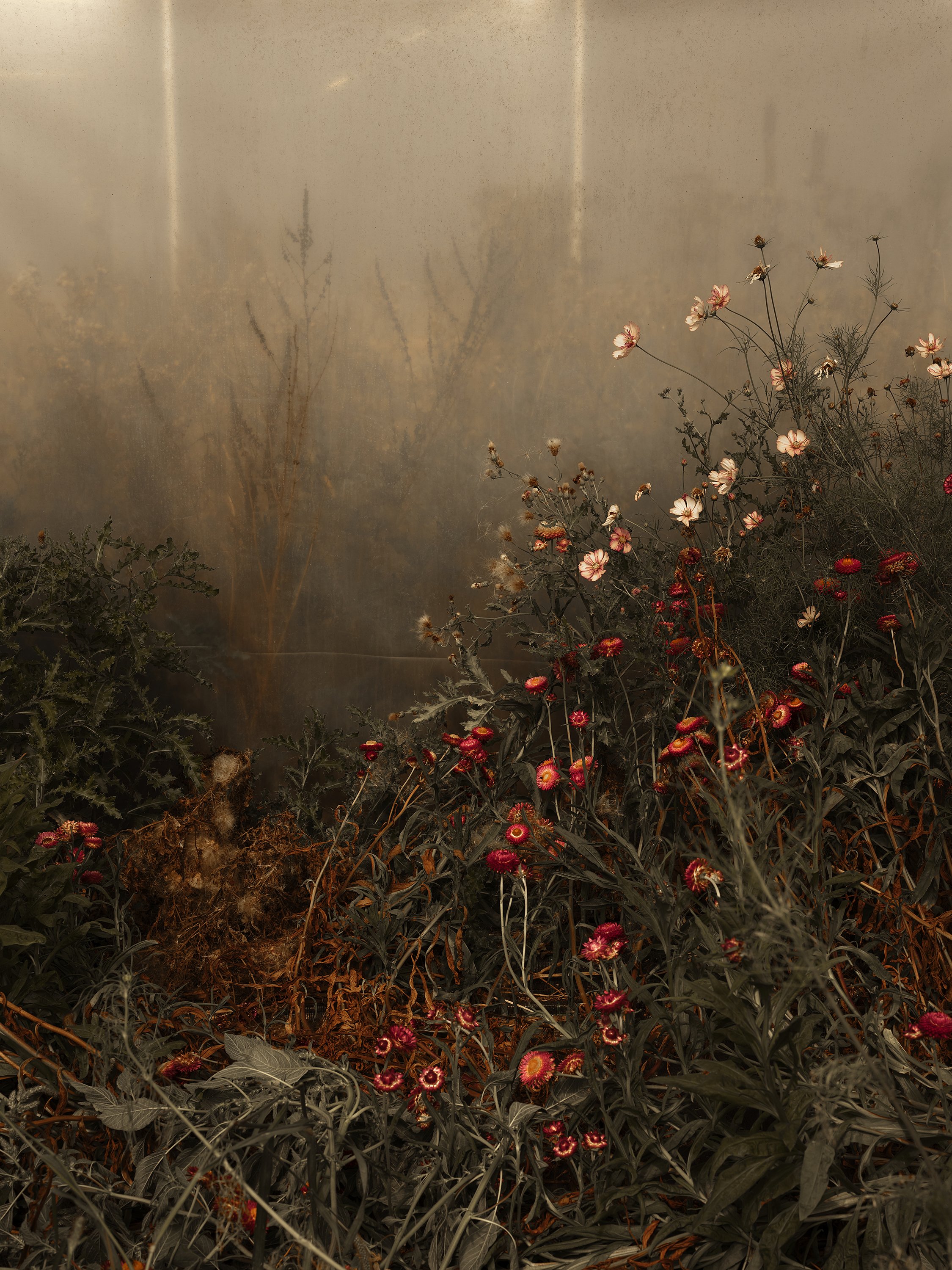  Burnt Fen Flowers 