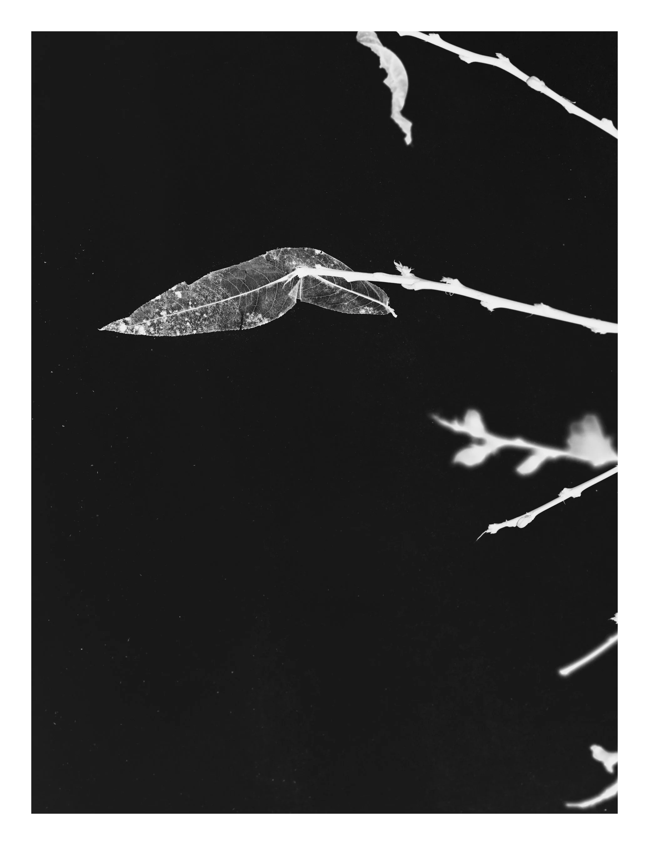 110324_Fern_Verrow_0016 copy.jpg