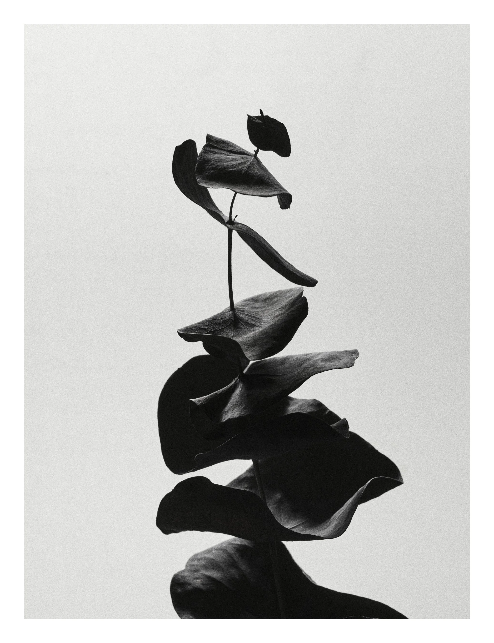 Leaf_Skeleton_010120_0353.jpg