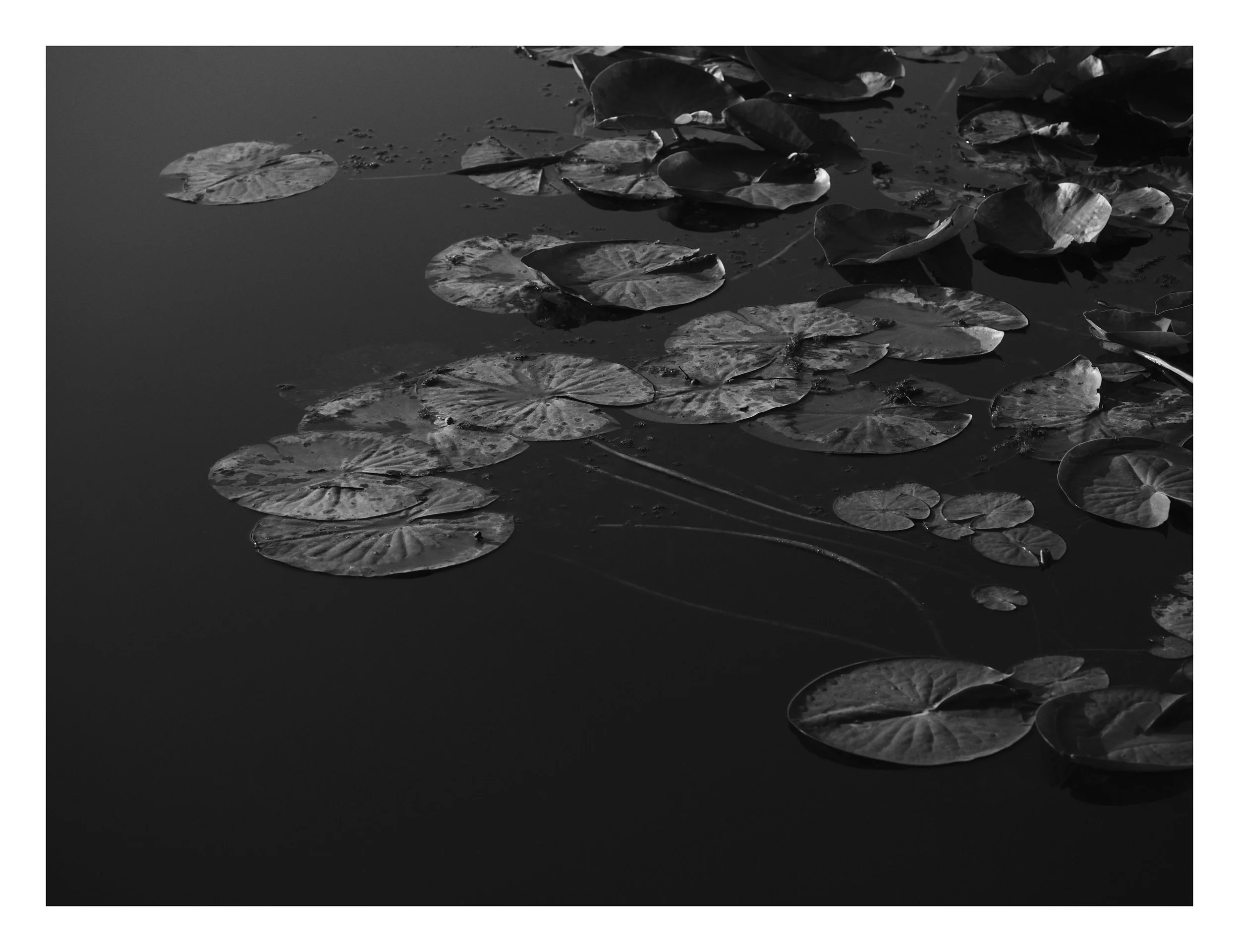Water Lilies/