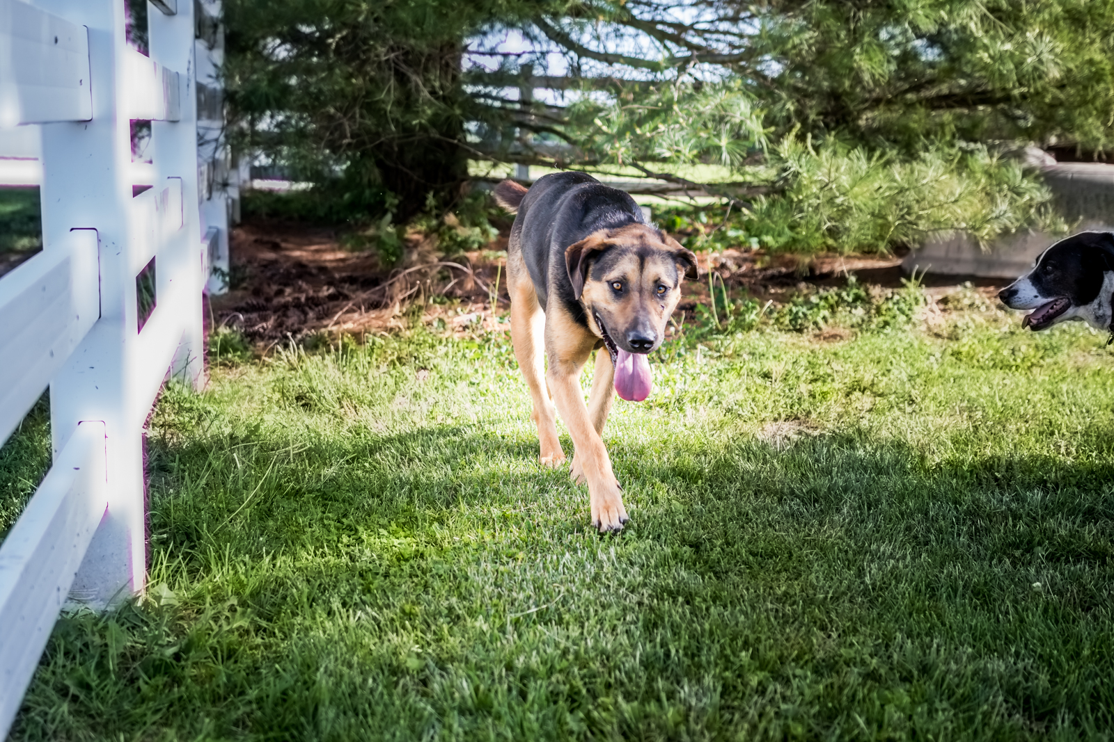 Indiana Pet Photographer - A