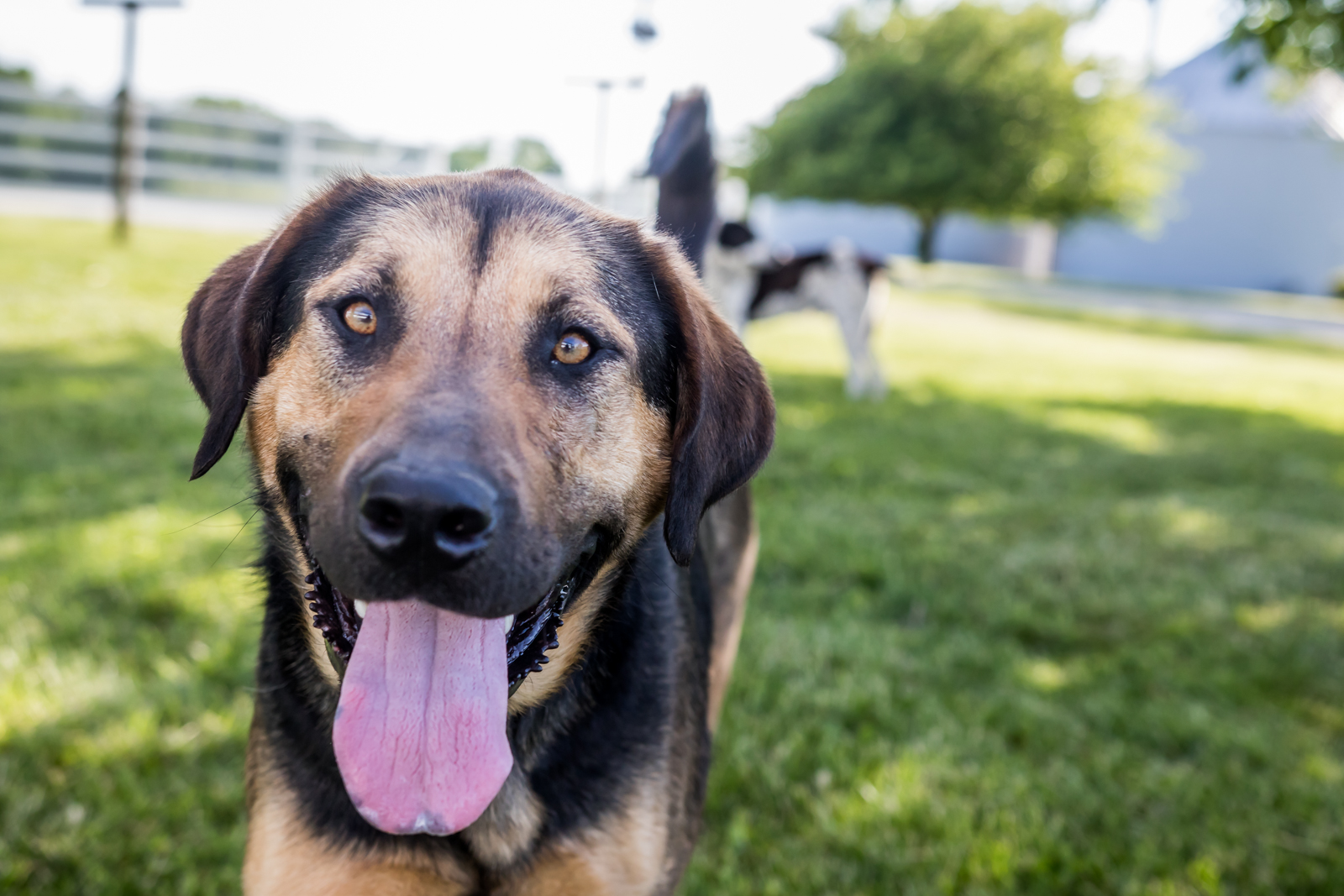 Indiana Pet Photographer - A