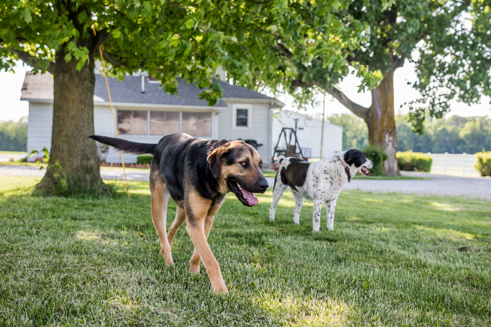 Indiana Pet Photographer - A