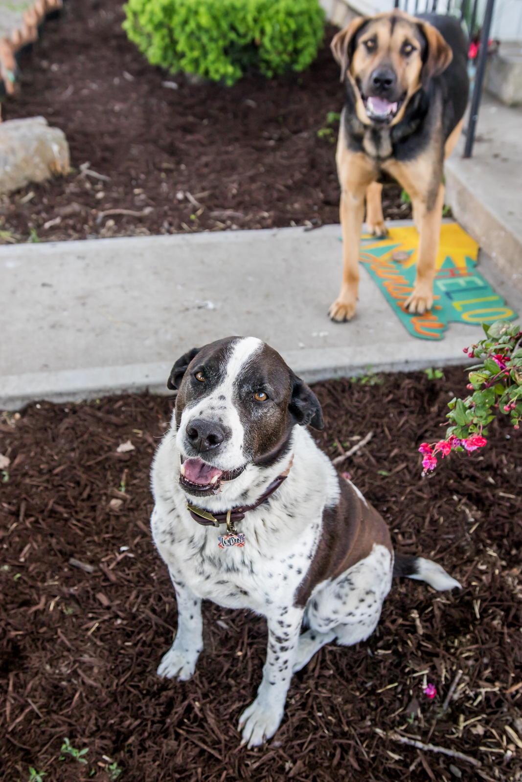 Indiana Pet Photographer - A