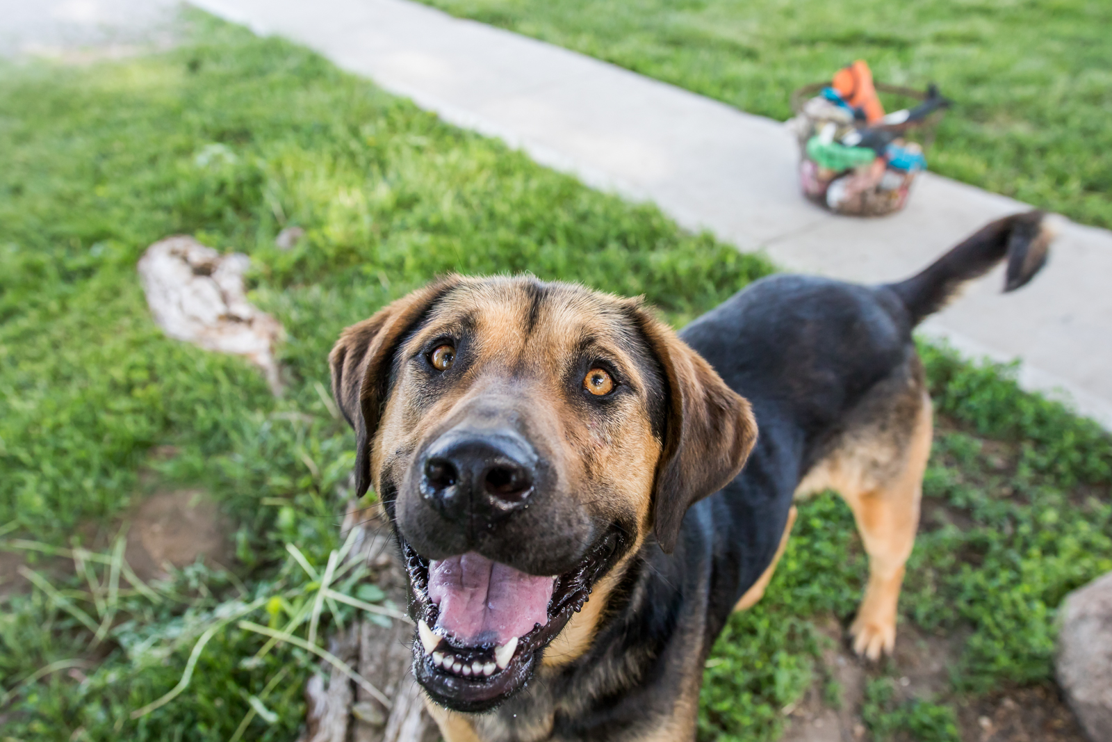 Indiana Pet Photographer - A