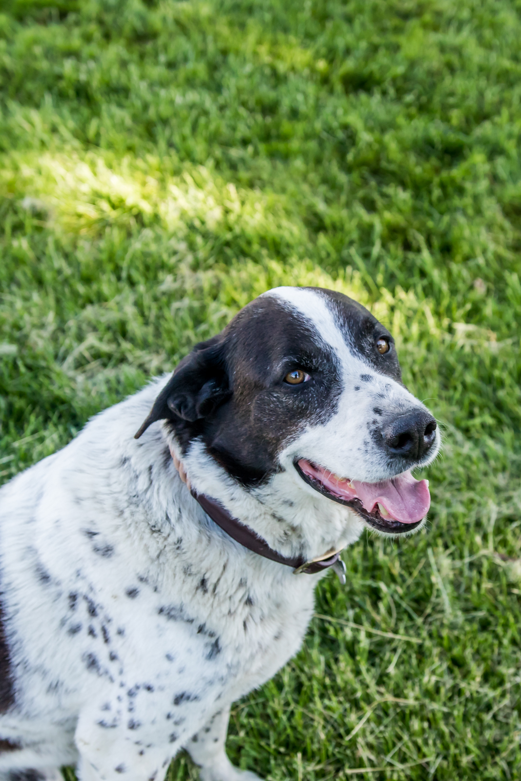 Indiana Pet Photographer - A