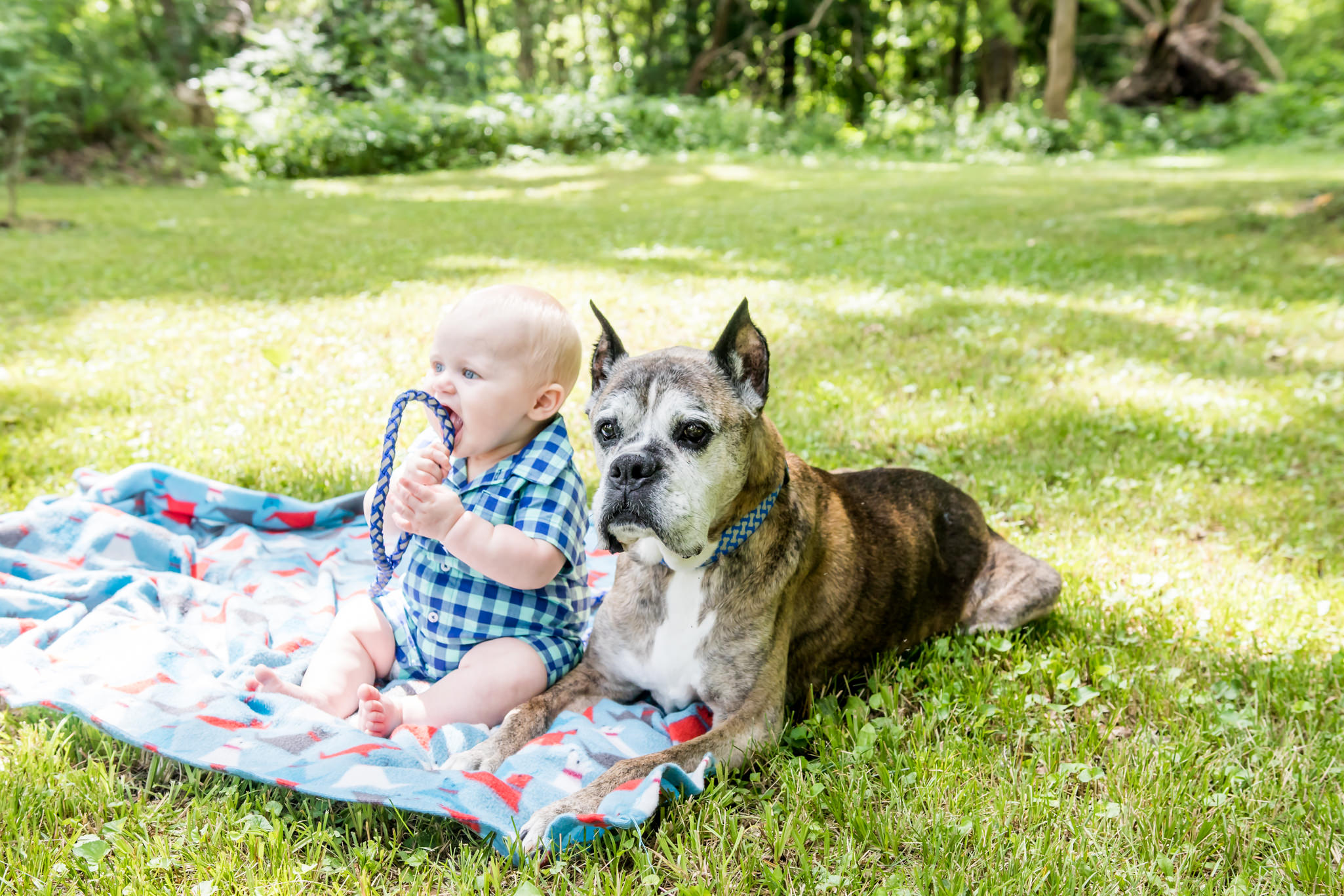 Muncie Pet Photographer - D