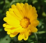 CALENDULA: Anti-inflammatory, anti-viral, anti-fungal; Ingredient in Osmosis Immerse.
