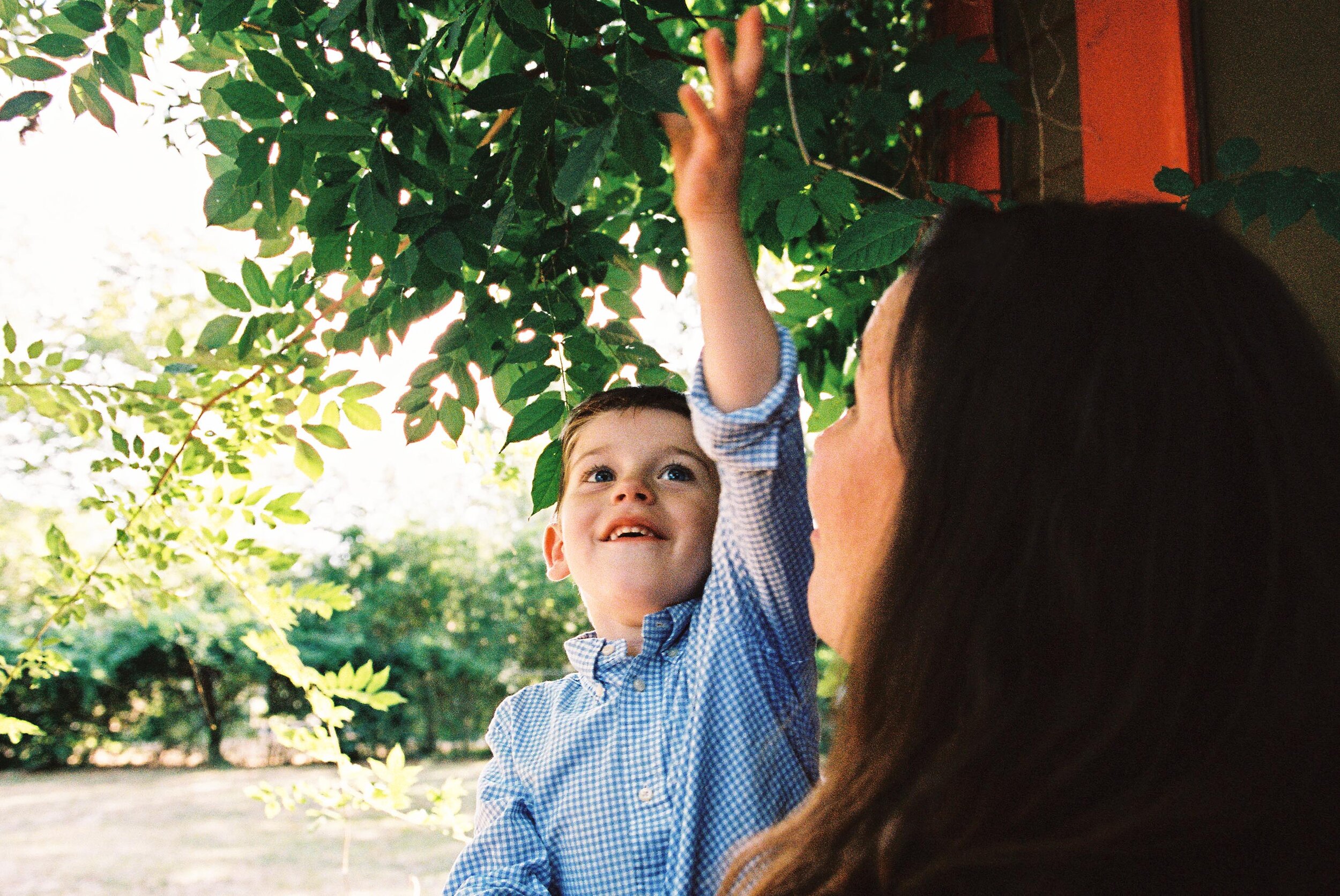 young boy grabbing leaf while held by mother