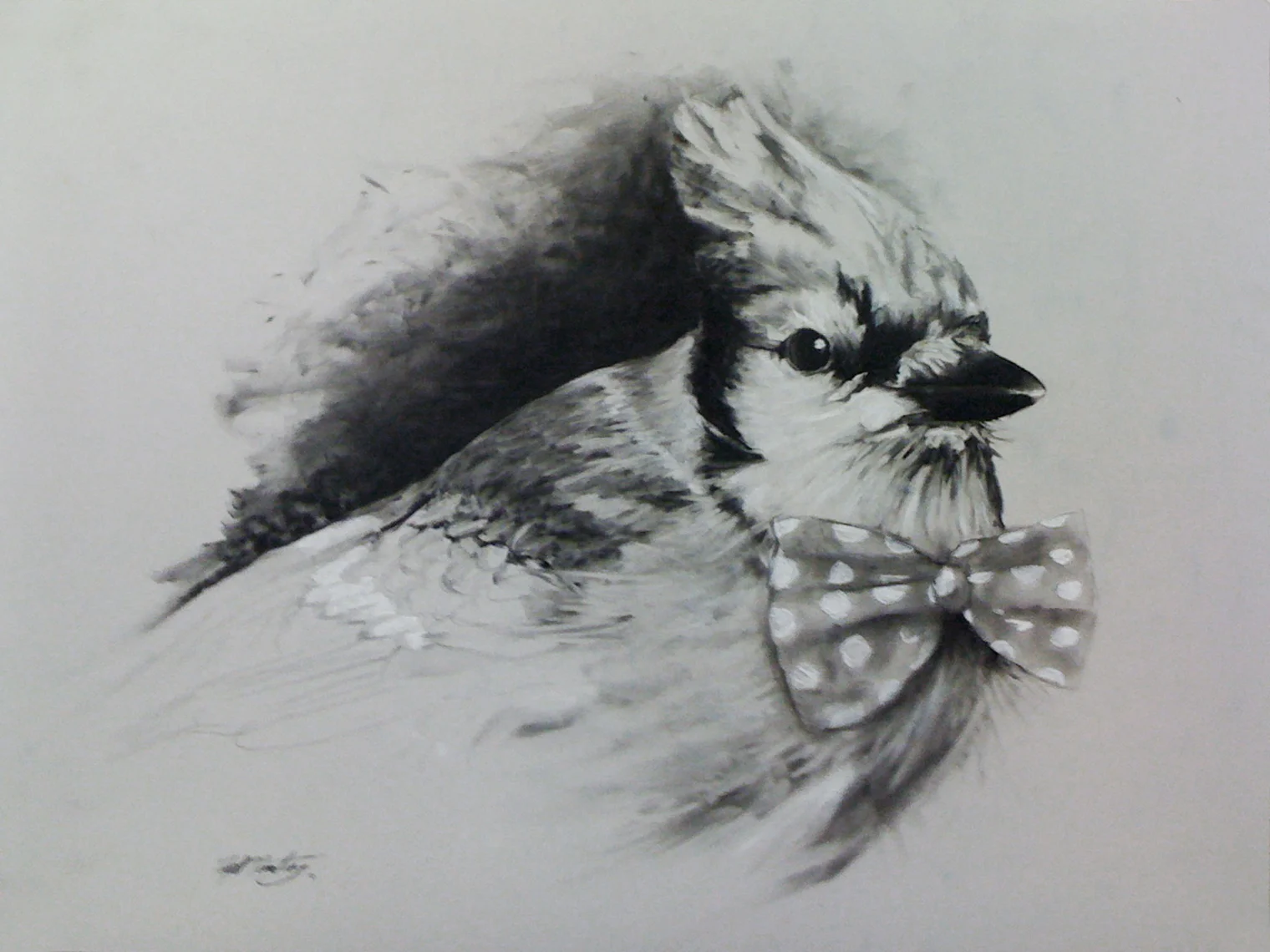 Blue Jay With Bowtie.jpg