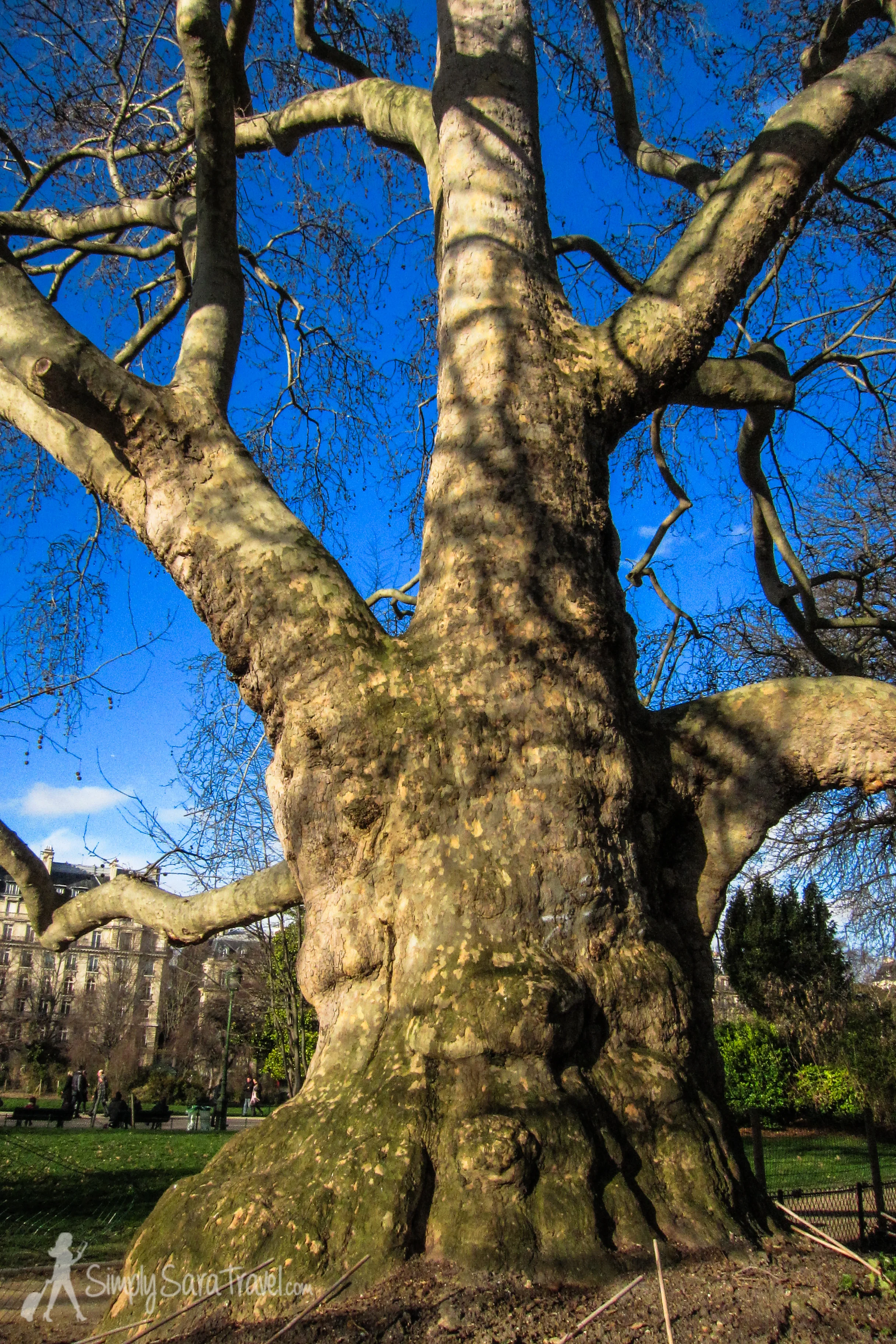 My favorite tree in the park. (Is it weird to have a favorite?)
