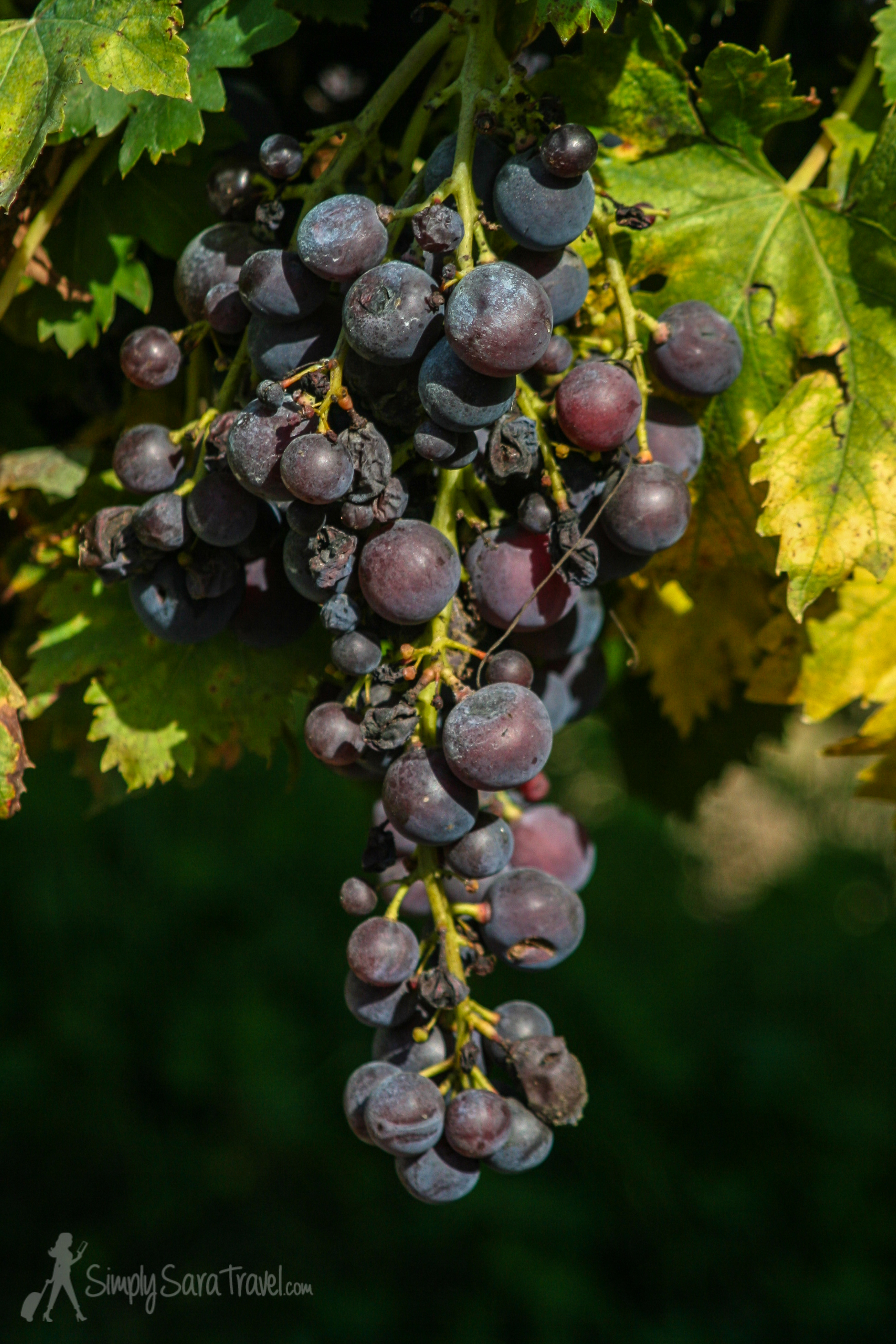 Again not pictured - the aforementioned grapes used for white wine. But I caught these drenched in the sunlight.
