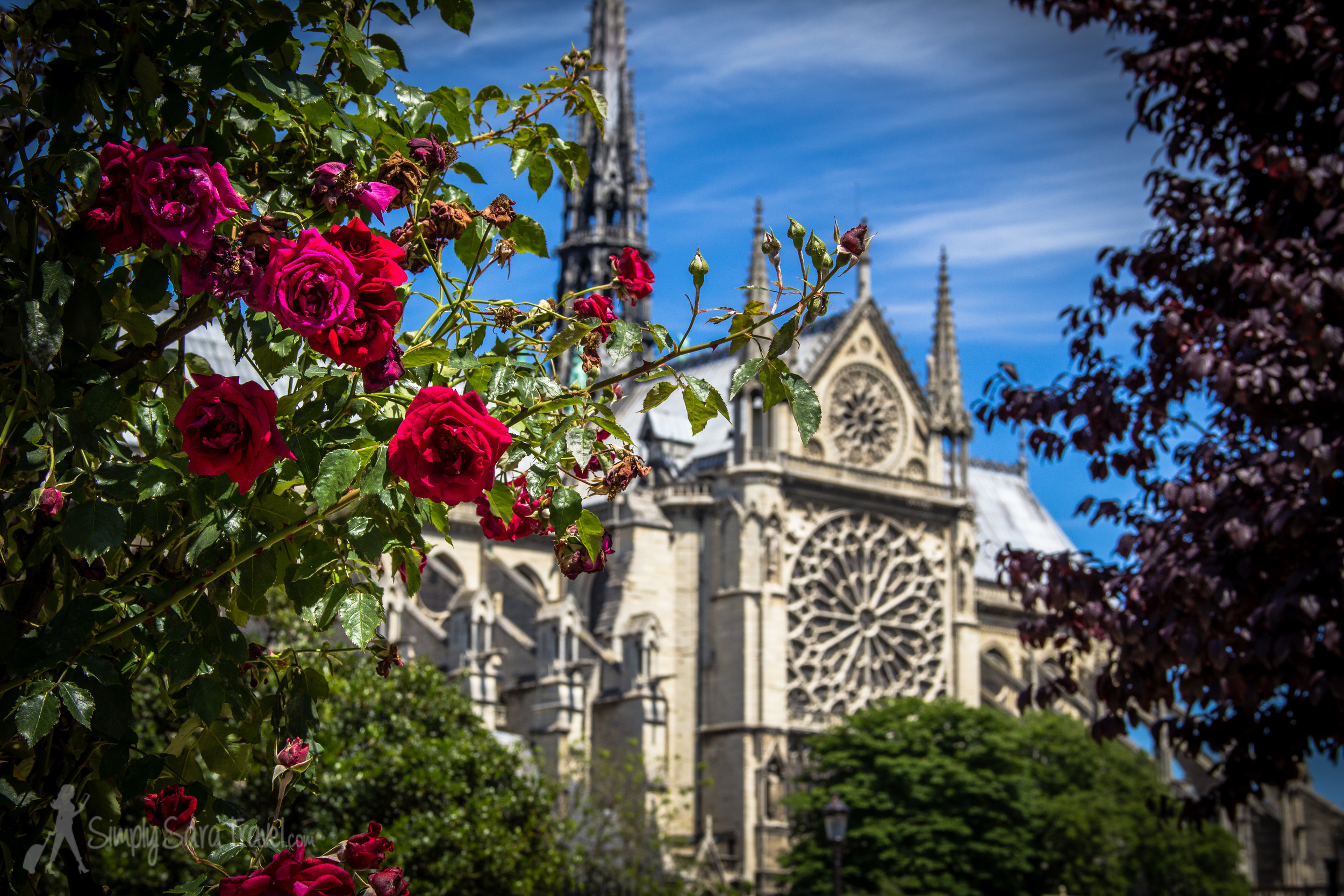 Notre Dame, as seen from the Square René Viviani (across the river on the Left Bank)