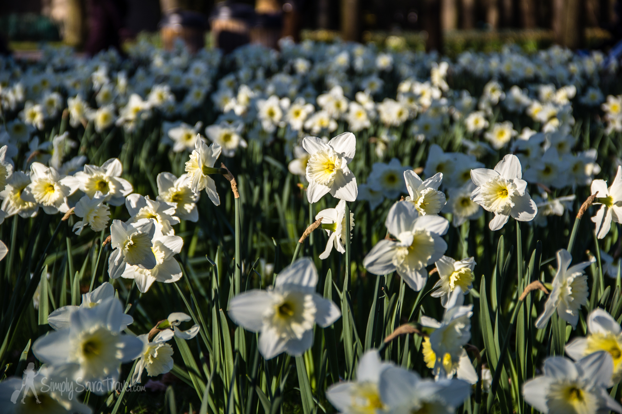 Flowers in March 2014
