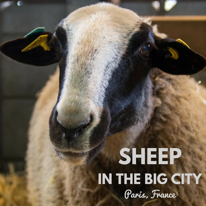 Sheep in the Big City // Salon de l’Agriculture