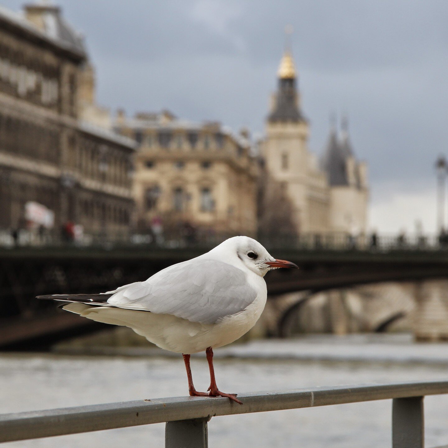 Back when I lived in Paris, I cherished this moment in the winter. The (majority of) tourists emptied out of the city from the Christmas/New Year&rsquo;s rush and a soft calm was in the air. And no matter how poor my attempts at speaking French were,