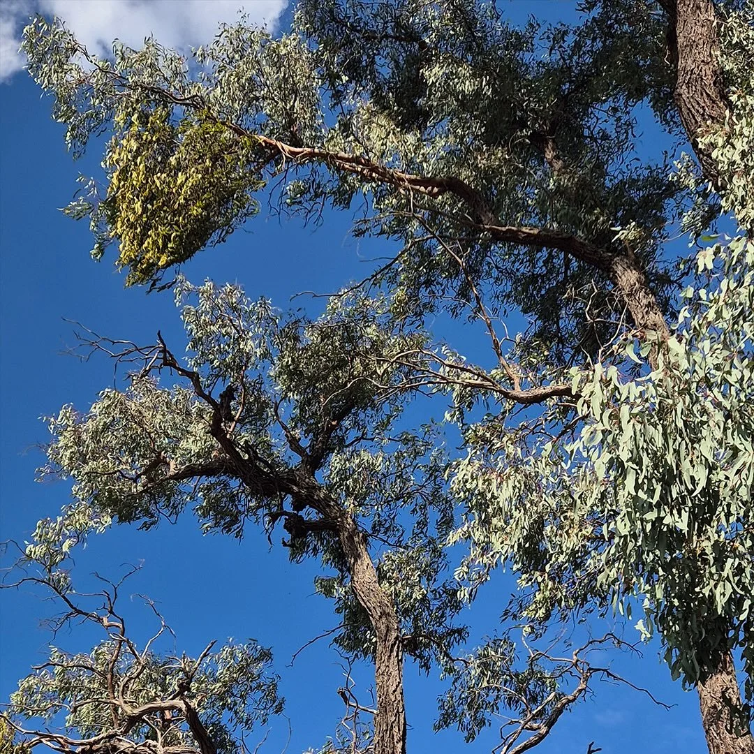 It’s NAIDOC Week—a time to reflect and celebrate. This year marks a significant milestone: 50 years of recognizing and uplifting Indigenous voices, culture, and resilience. The 2025 theme, “The Next Generation: Strength, Vision &