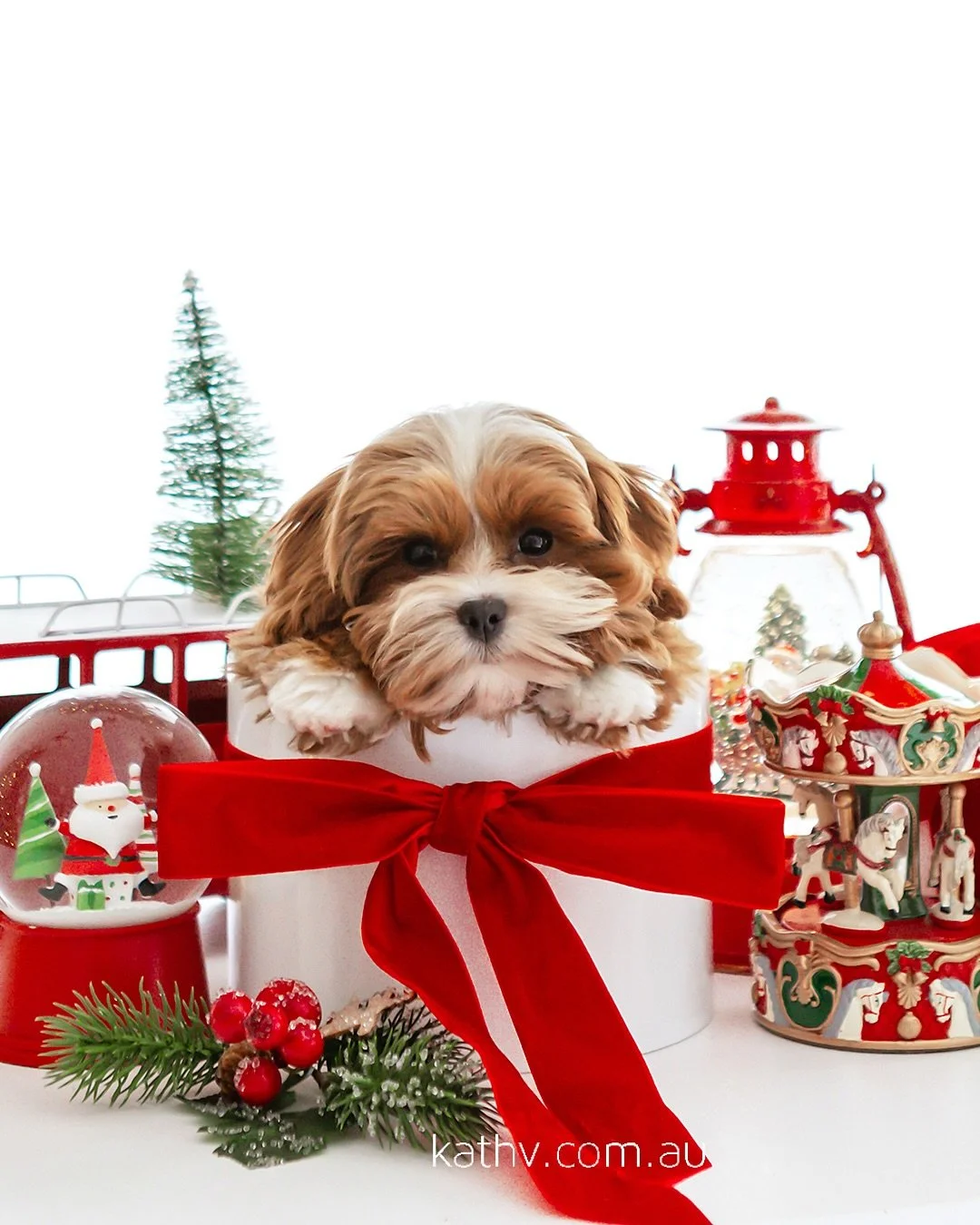 🎄 Christmas came a little early&hellip; and it&rsquo;s the fluffiest gift of all. Meet Teddy Waffles 🐶

Thank you @hellodcotascavoodles for raising your pups with so much love and care it truly shows. I couldn&rsquo;t have asked for a sweeter littl