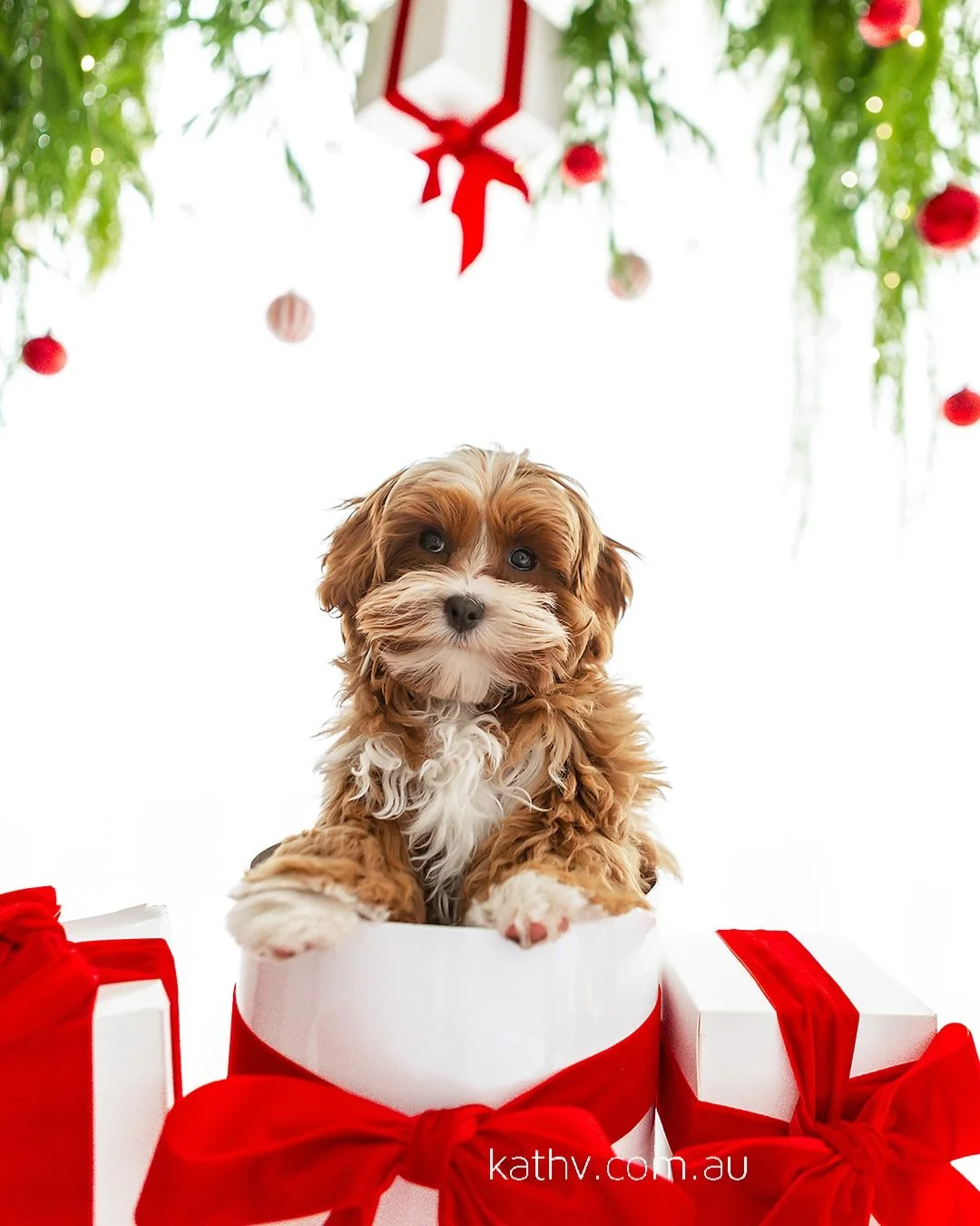 That face&hellip; how could anyone resist? 🥹
The fluffiest gift of all - Mr. Teddy Waffles🎁

#cavoodles #puppy #christmas #petphotography #cavoodlegram #melbourne #melbournefamilyphotographer