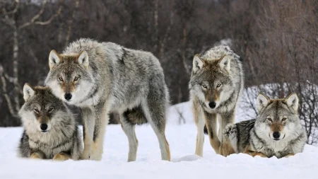 The Wolves Are Waiting