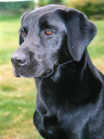  Gurkha 2001 - 2015