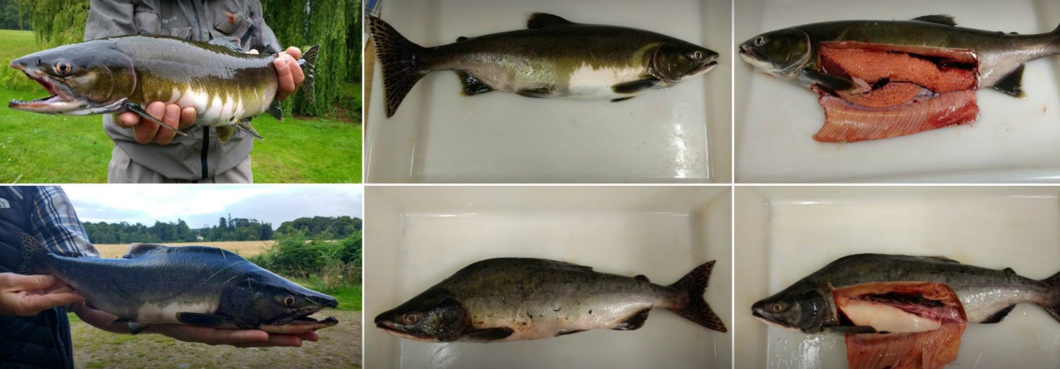 Pink or Humpback Salmon. Normal catch & release rules do not apply; catch, kill & report.
