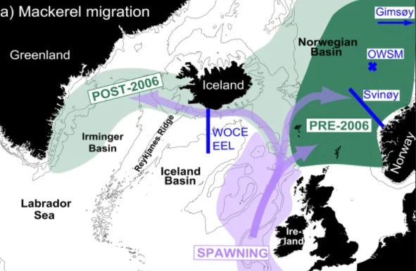 Mackerel spawning areas (purple shading) along the European shelf and the post-spawning and summer feeding migrations (purple arrows). The pre-2006 mackerel summer feeding areas are shown as dark green with the post-2006 expansion in light green - right where our young salmon head.