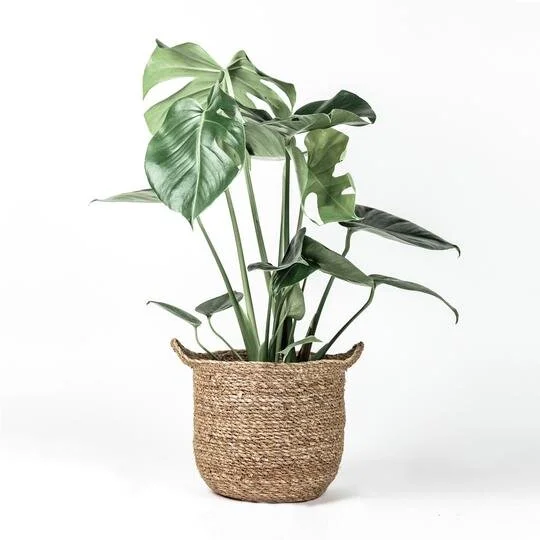 Plants