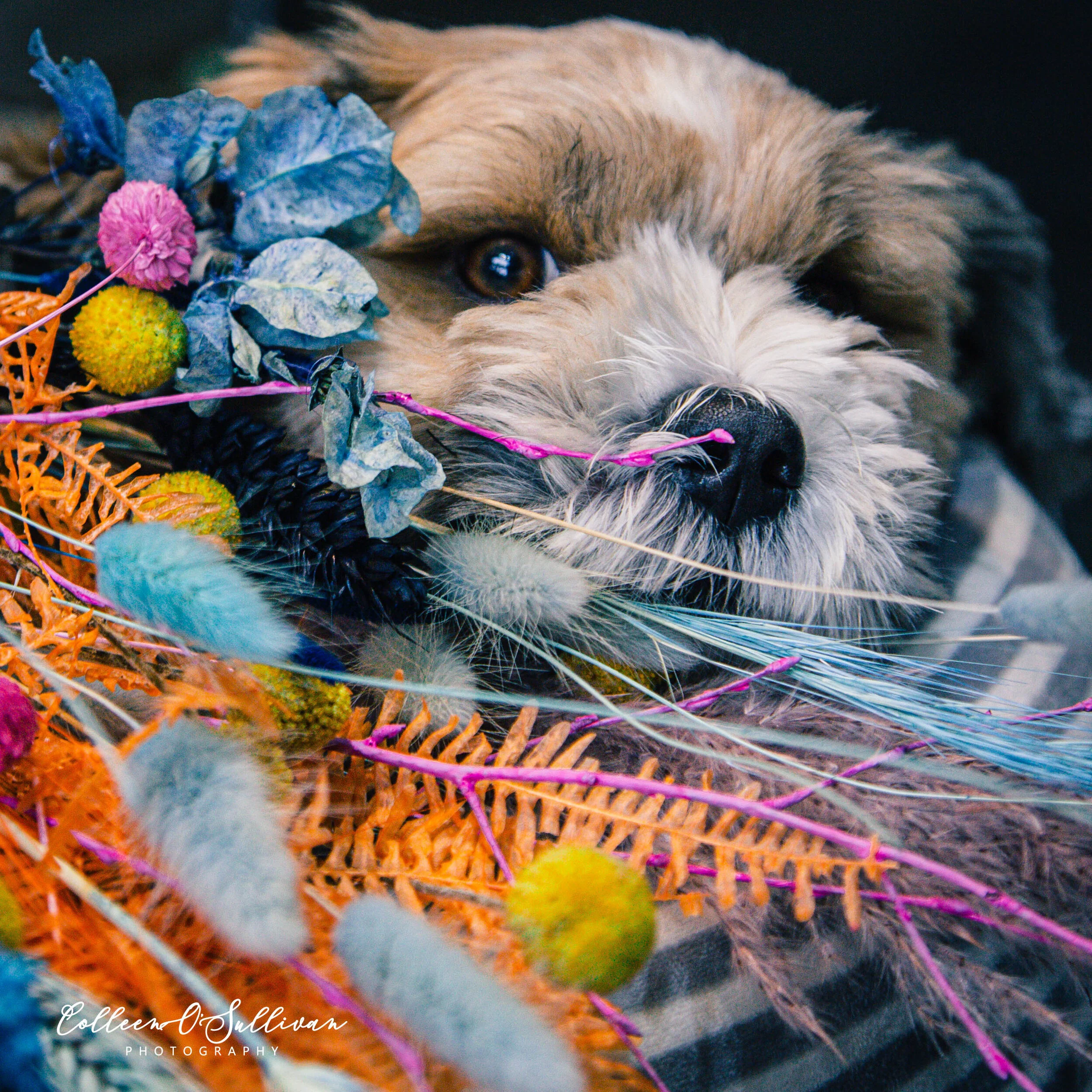 Gallery — Ivy Florist Leeds Pudsey, Leeds Florist