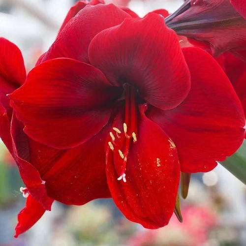 amaryllis_ferrari_red_b6d4873f-7d76-4df7-9556-bf1bcec8a241_800x.jpg