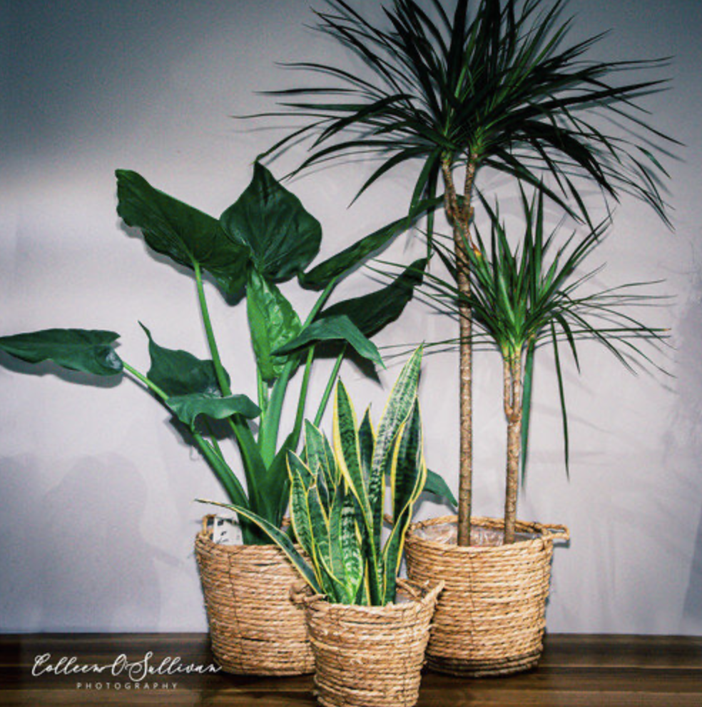 Click and Collect Plants