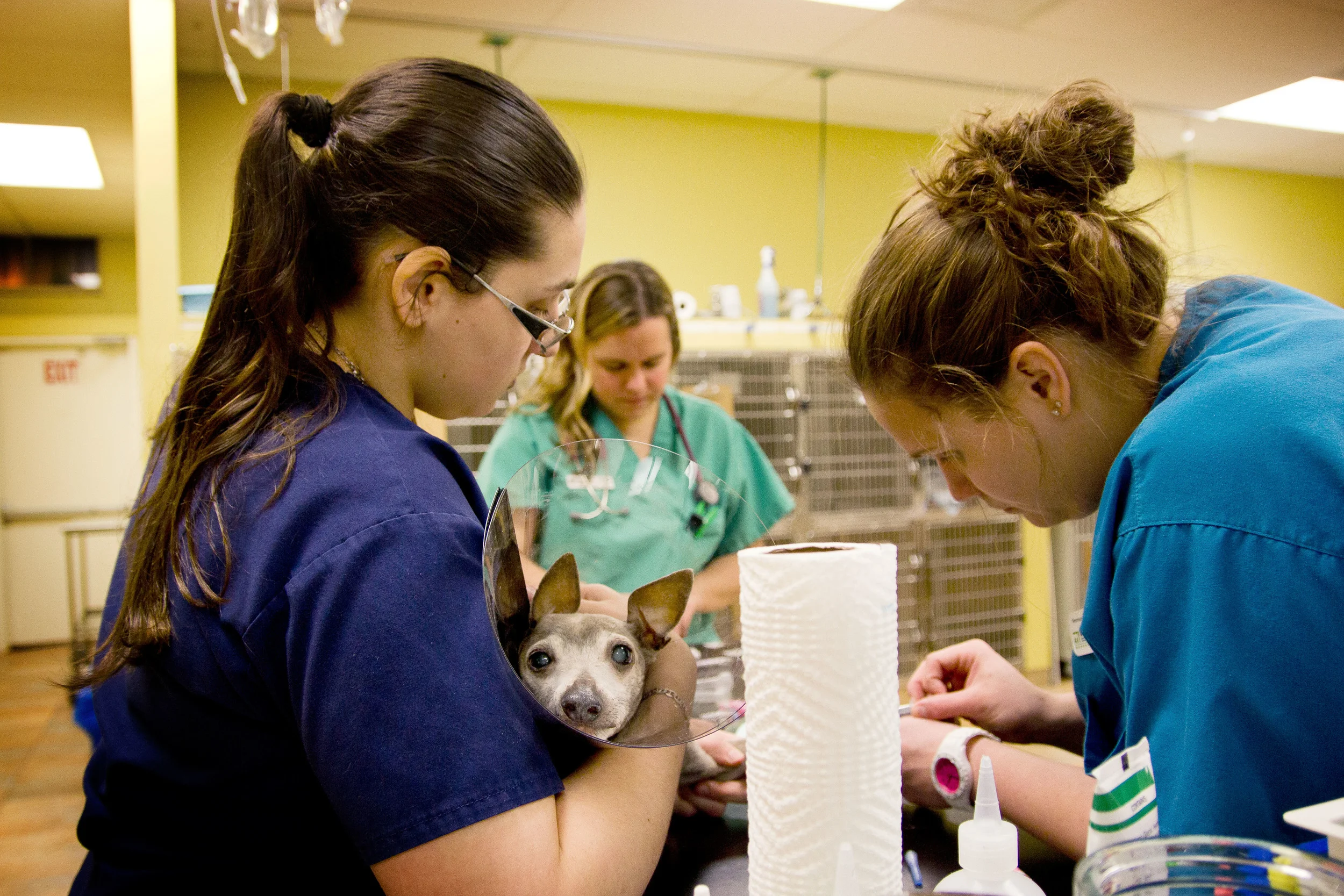   Assistant Amanda Sorbello (left) restrains a dog while technician Dana Ingrassia (right) draws blood. Gryzb prepares slides for the microscope.    &nbsp;The New York City Economic Development Corporation estimates that there are 600,000 dogs and 50